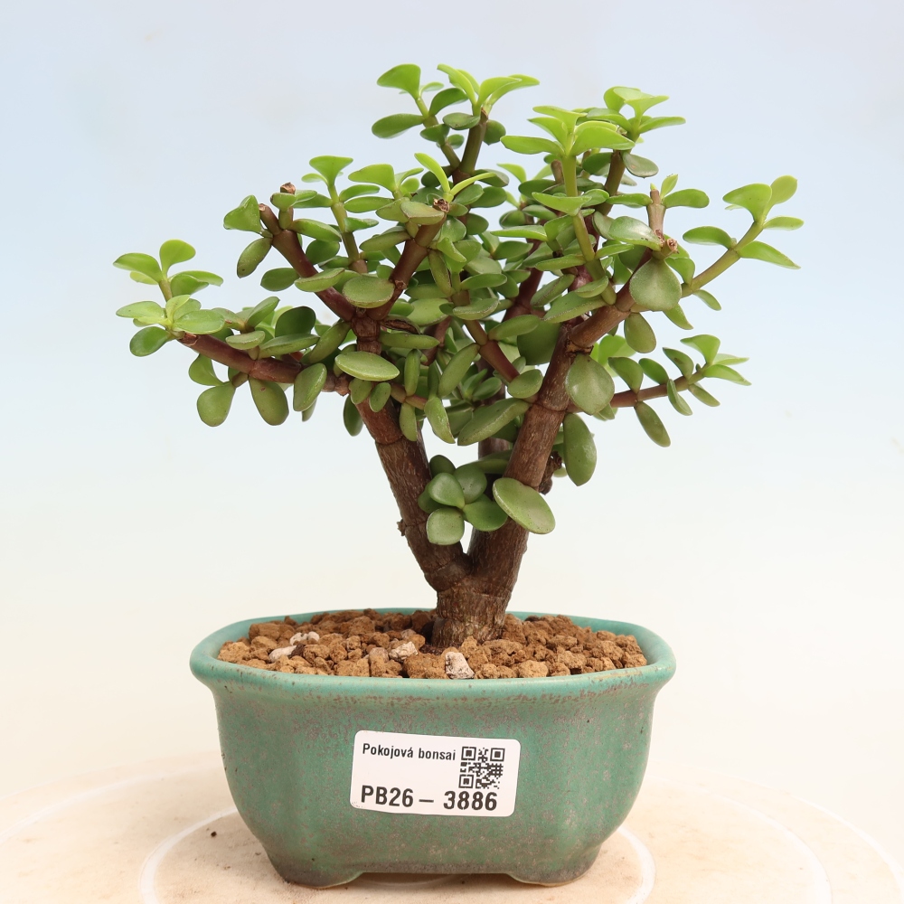 Room bonsai - Portulakaria Afra - Tlustice