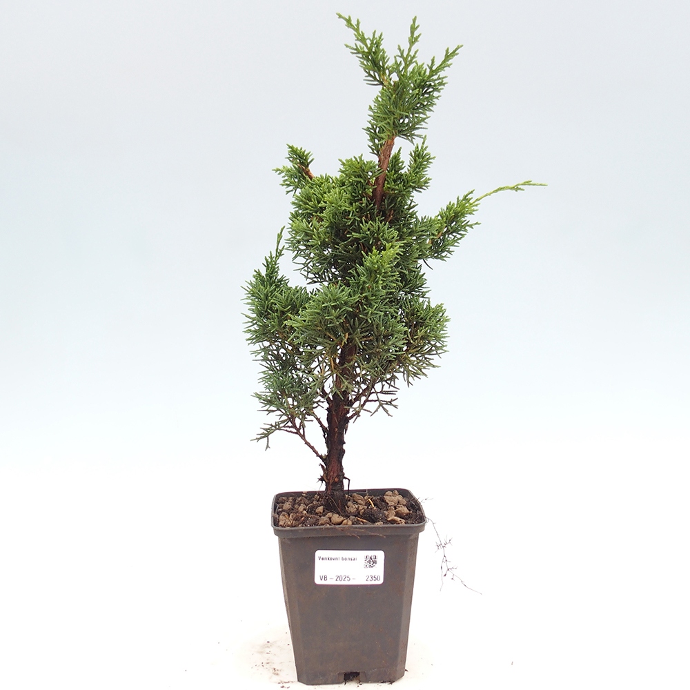 Outdoor bonsai - Juniperus chinensis Kishu - Chinese juniper