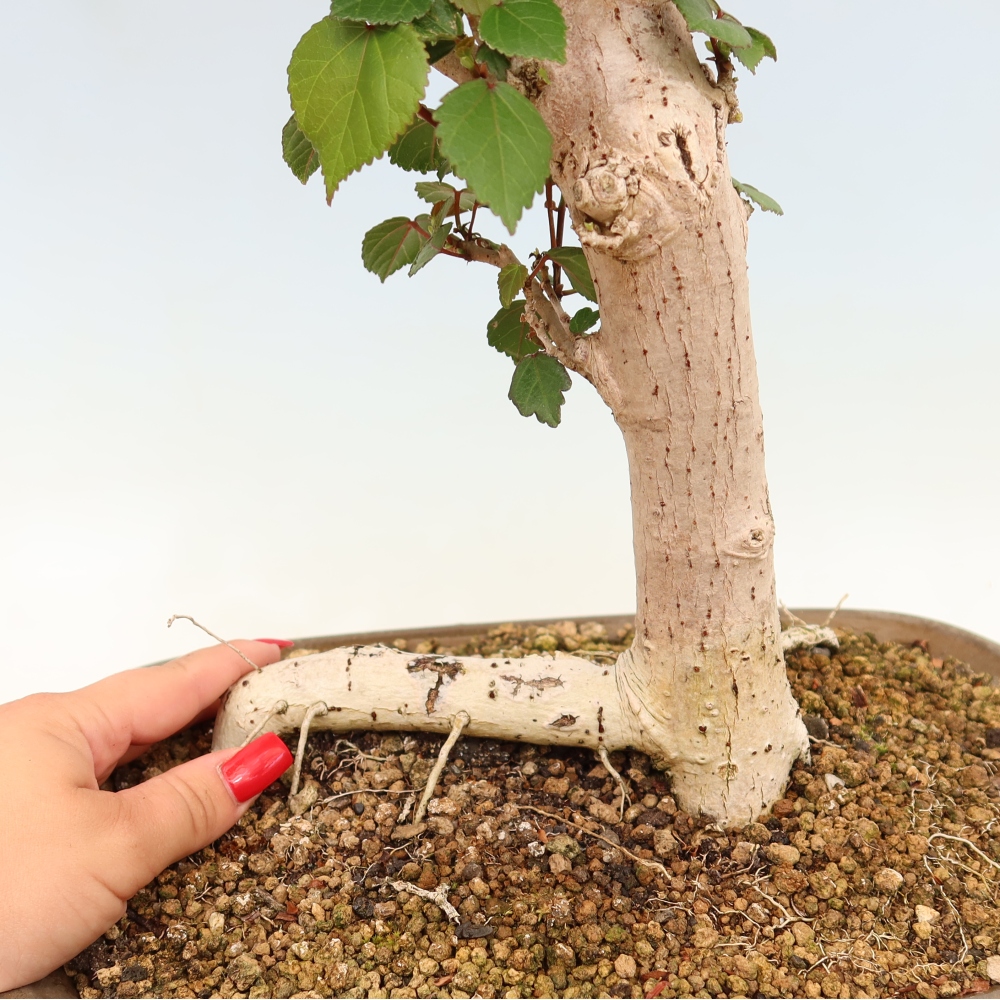 Indoor bonsai - Hibiscus tiliaceus - Sea Hibiscus