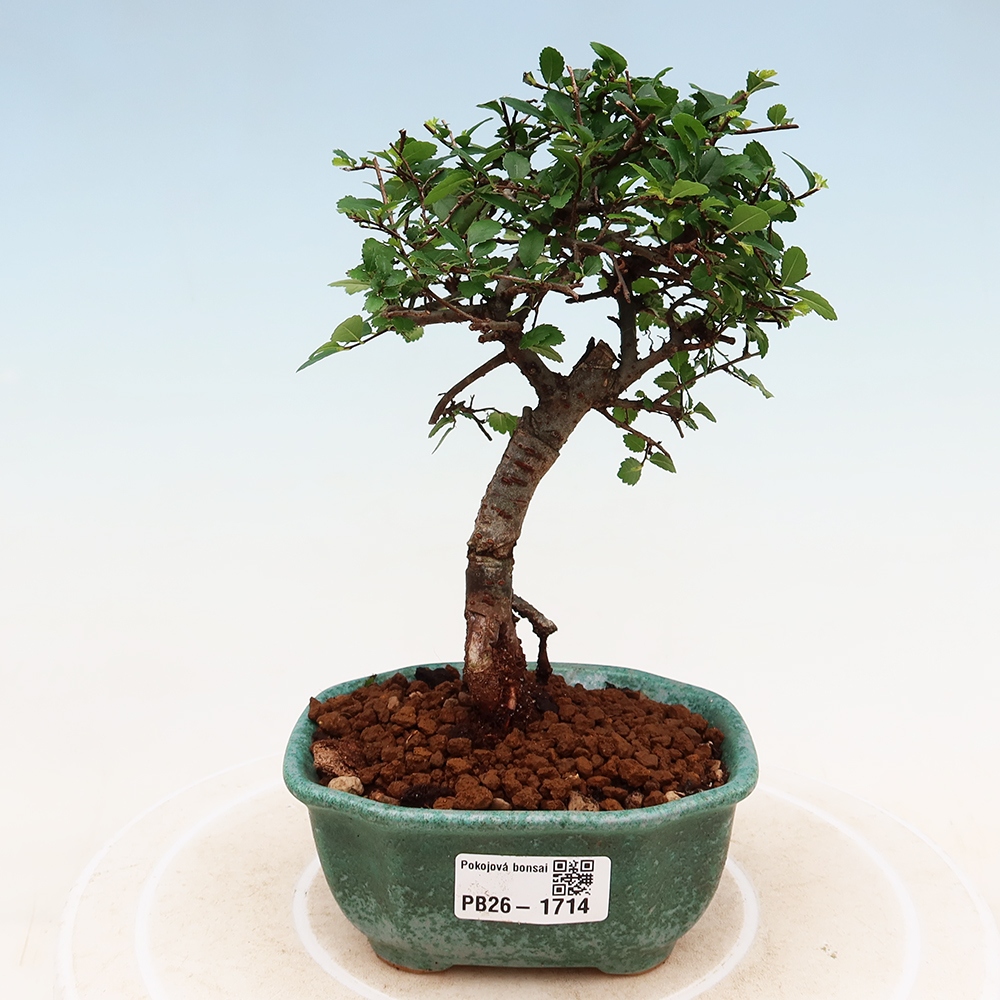 Room bonsai - Ulmus parvifolia - Small-leaved elm