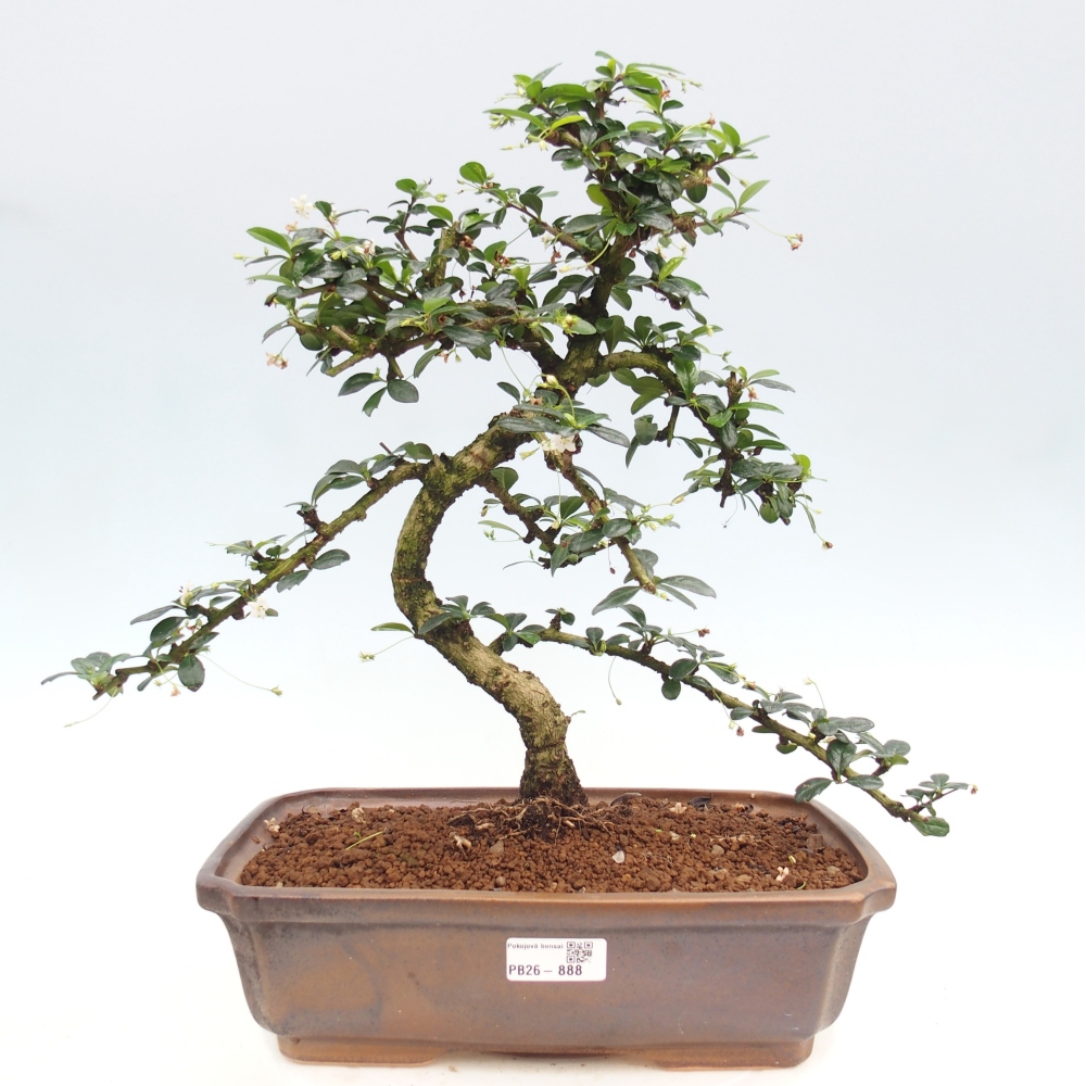 Room bonsai - Carmona macrophylla - Tea fuki