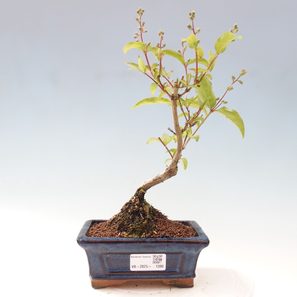 Outdoor bonsai - Deutzia scabra Candidissima - Trojpuk