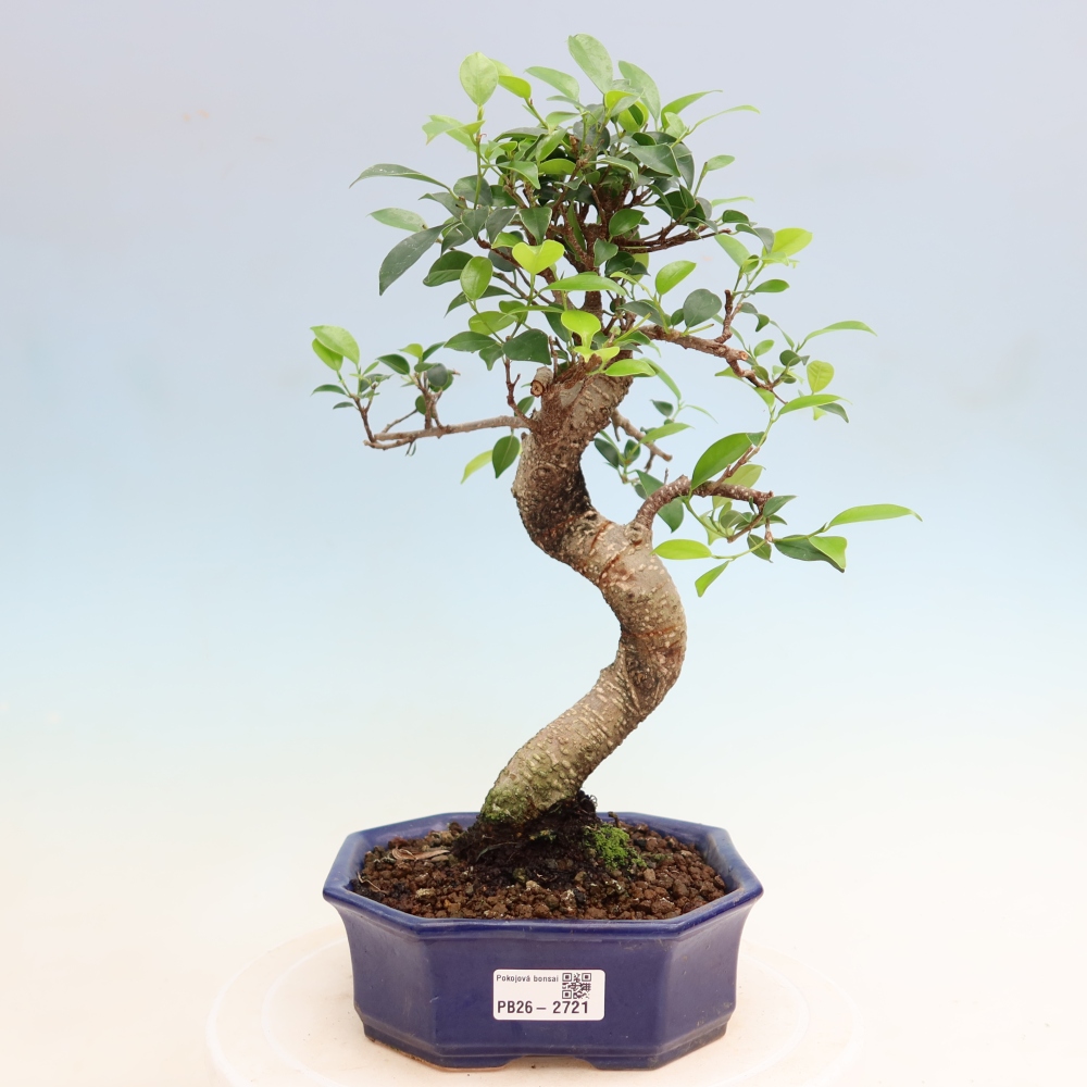 Room bonsai - Ficus kimmen - small-leaved ficus