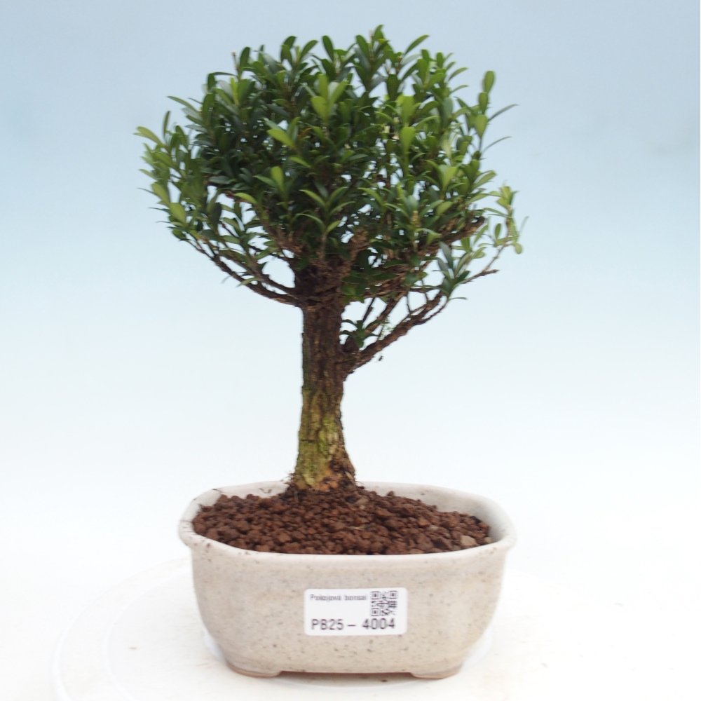 Room bonsai - Buxus harlandii - cork buxus