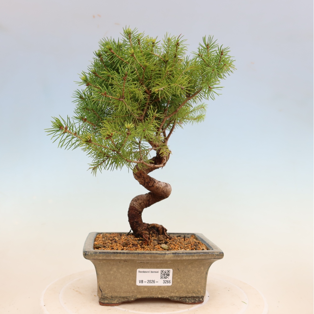 Outdoor bonsai - Spruce - Picea glauca globe