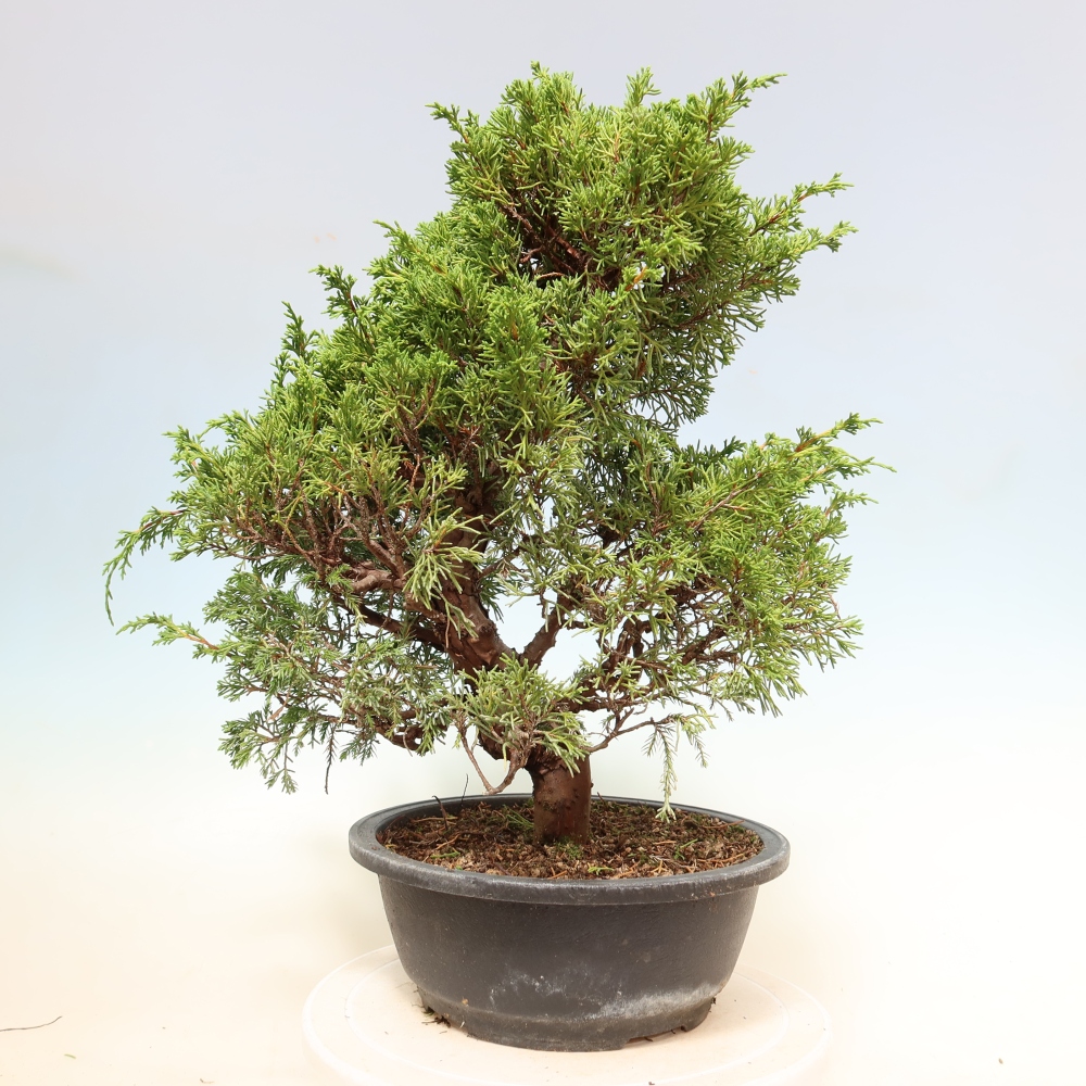 Outdoor Bonsai - Juniperus chinensis Itoigawa - Chinese Juniper
