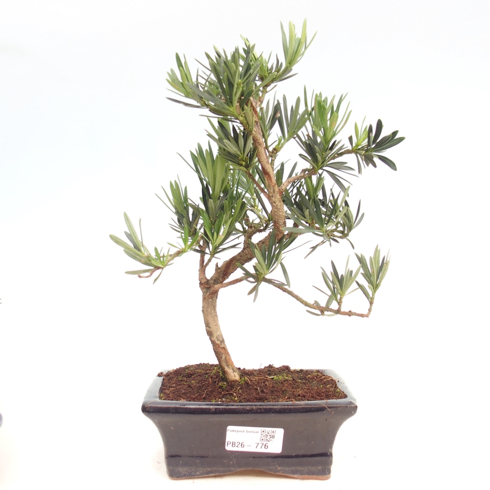 Room bonsai - Podocarpus - Stone Yew