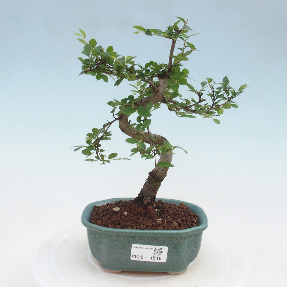 Room Malolistý elm bonsai