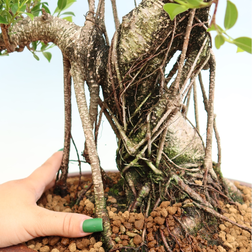 Room bonsai - Ficus kimmen - small-leaved ficus