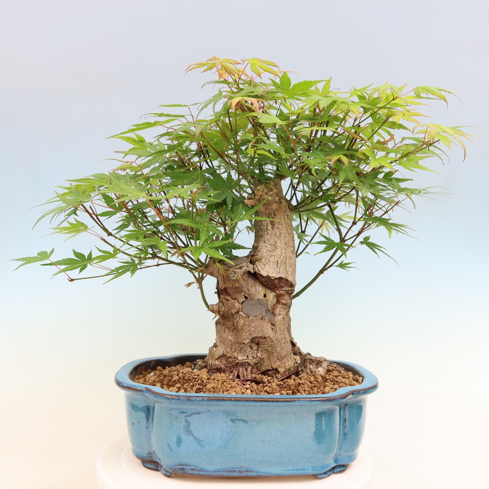 Outdoor bonsai - Maple Burger - Acer Burgerianum