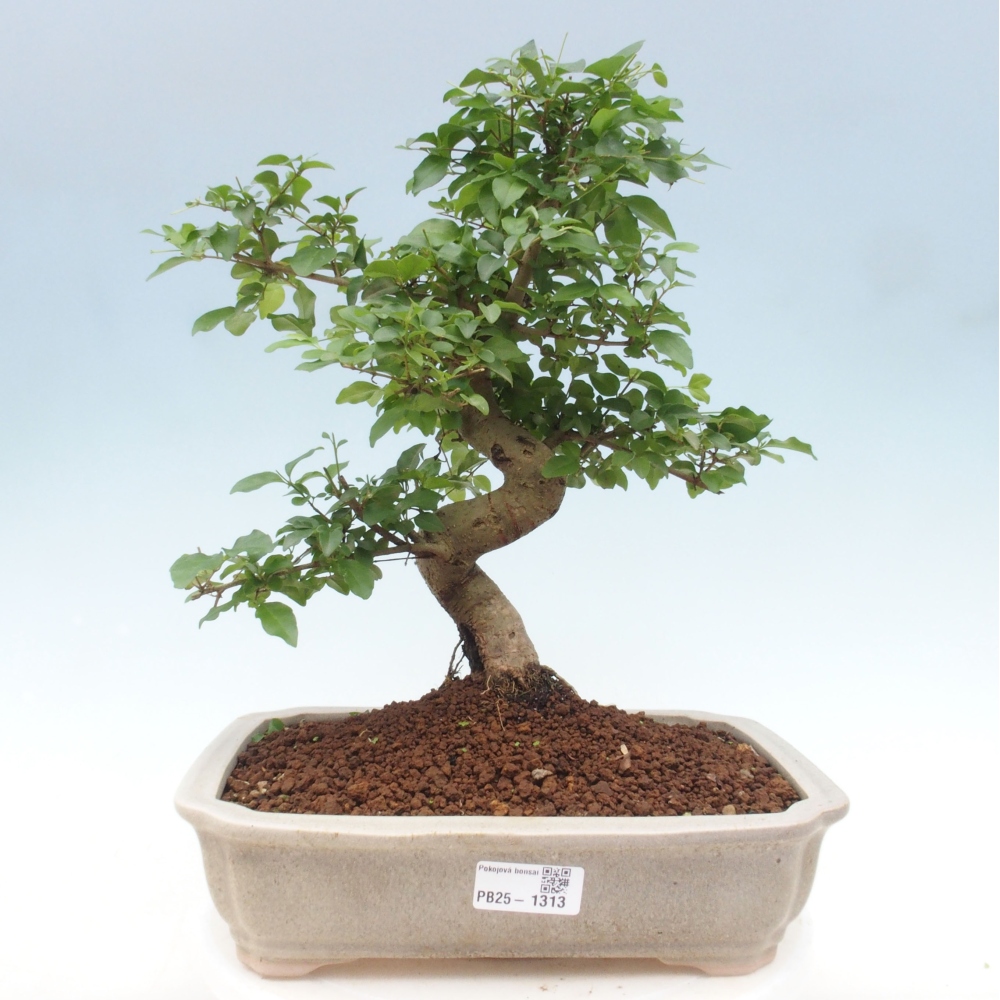 Indoor bonsai - Ligustrum chinensis - Bird's eye view