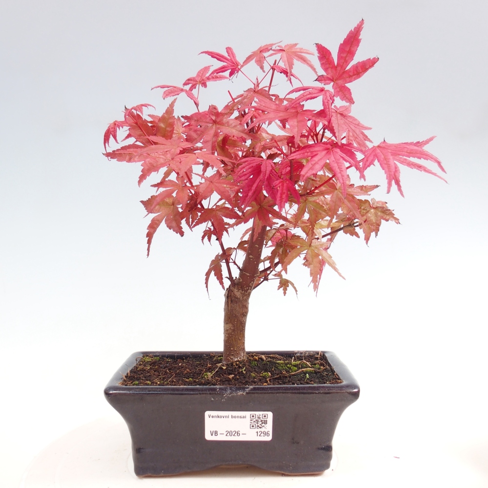 Outdoor bonsai - Acer palmatum DESHOJO
