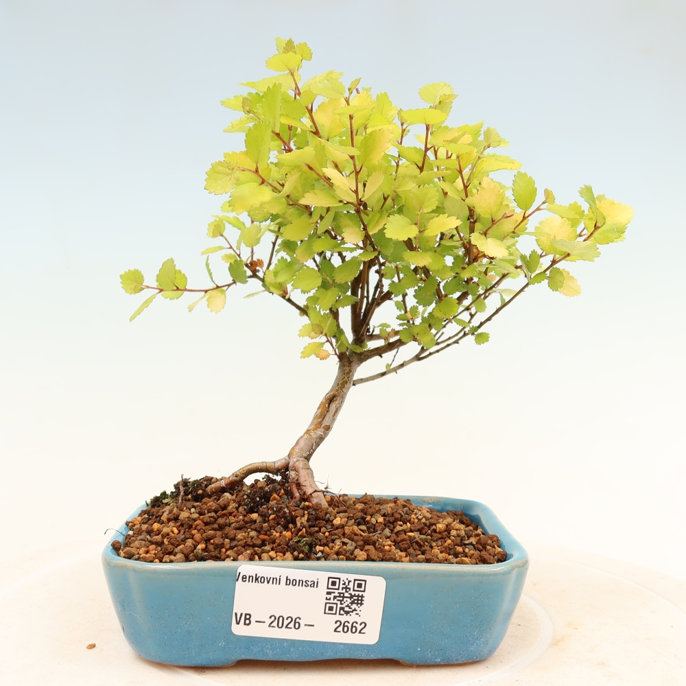 Outdoor bonsai - dwarf birch - Betula NANA Treasure