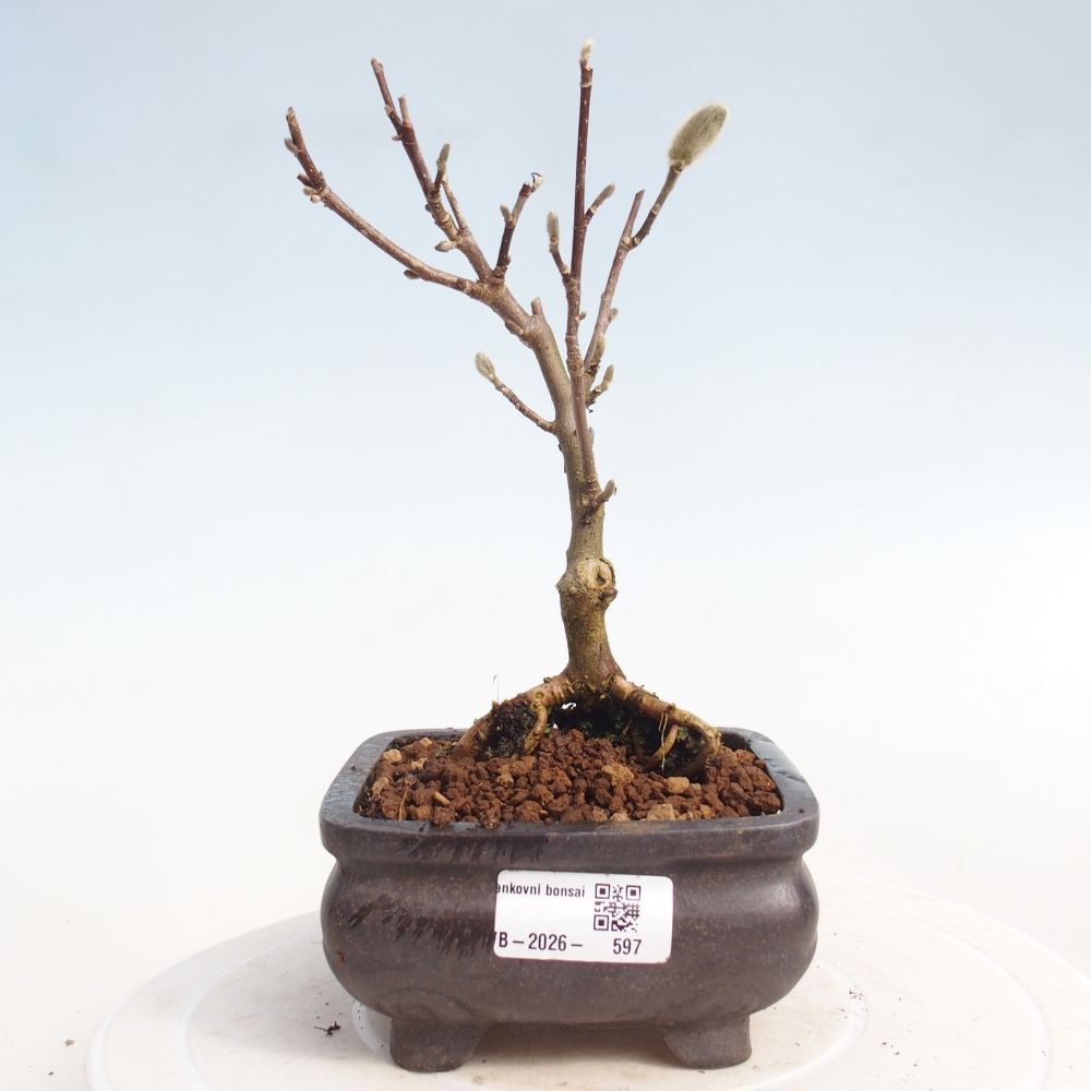 Outdoor bonsai - Magnolia stellata