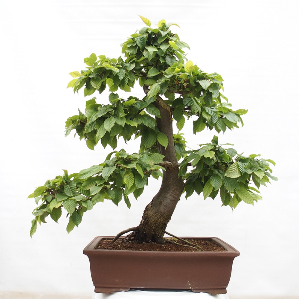 Outdoor bonsai - Hornbeam - Carpinus betulus
