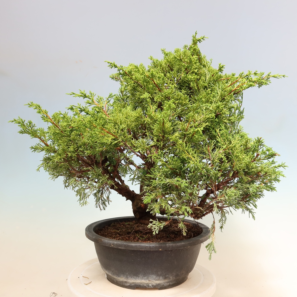Outdoor Bonsai - Juniperus chinensis Itoigawa - Chinese Juniper