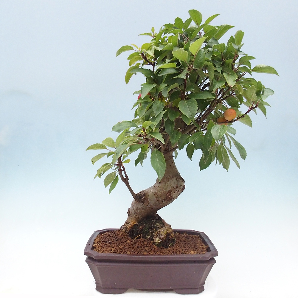 Outdoor bonsai - Malus halliana - Small-fruited apple tree