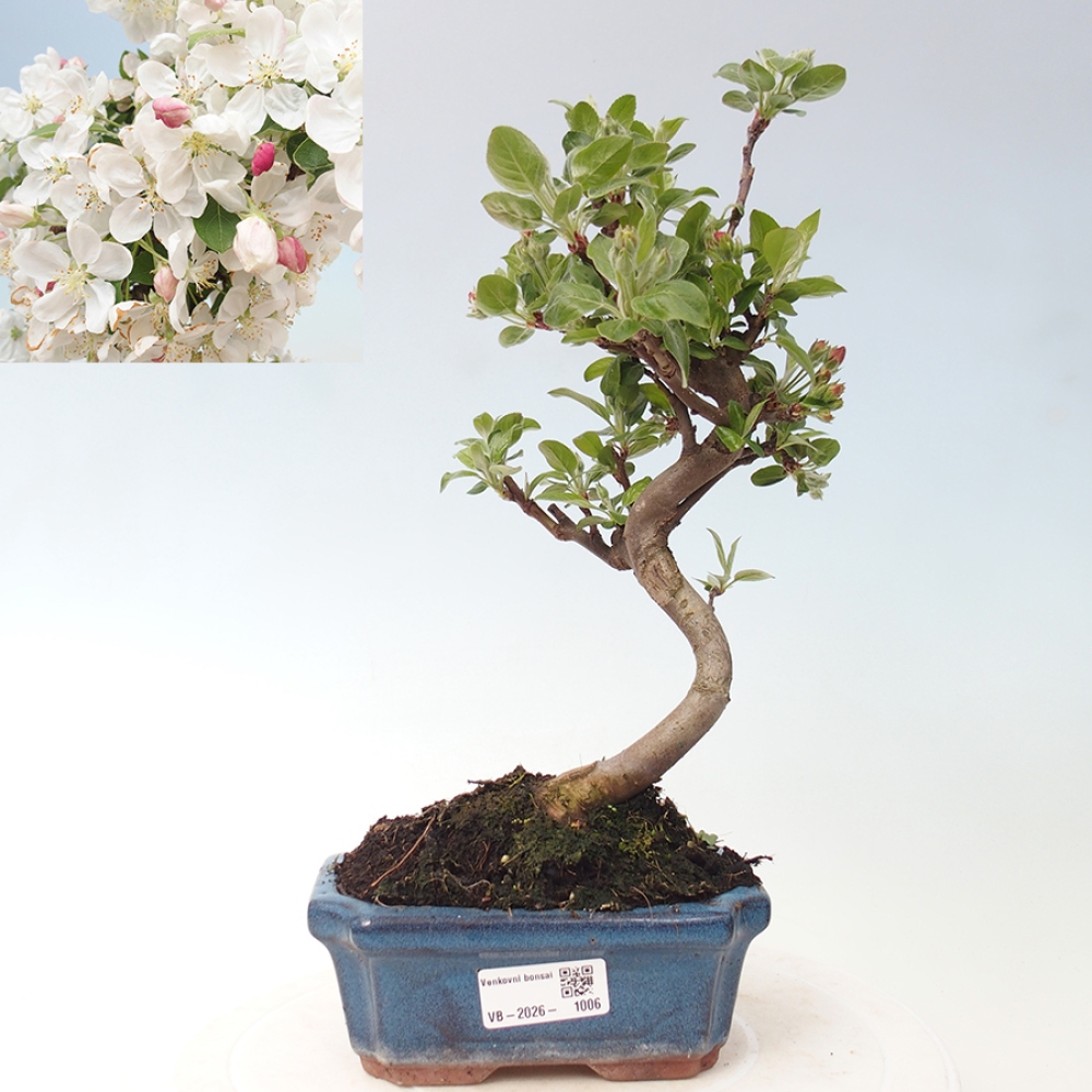 Outdoor bonsai -Malus halliana - Small-fruited apple tree