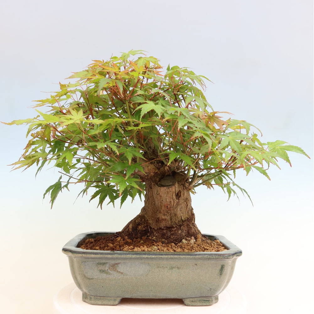 Outdoor bonsai - Maple Burger - Acer Burgerianum