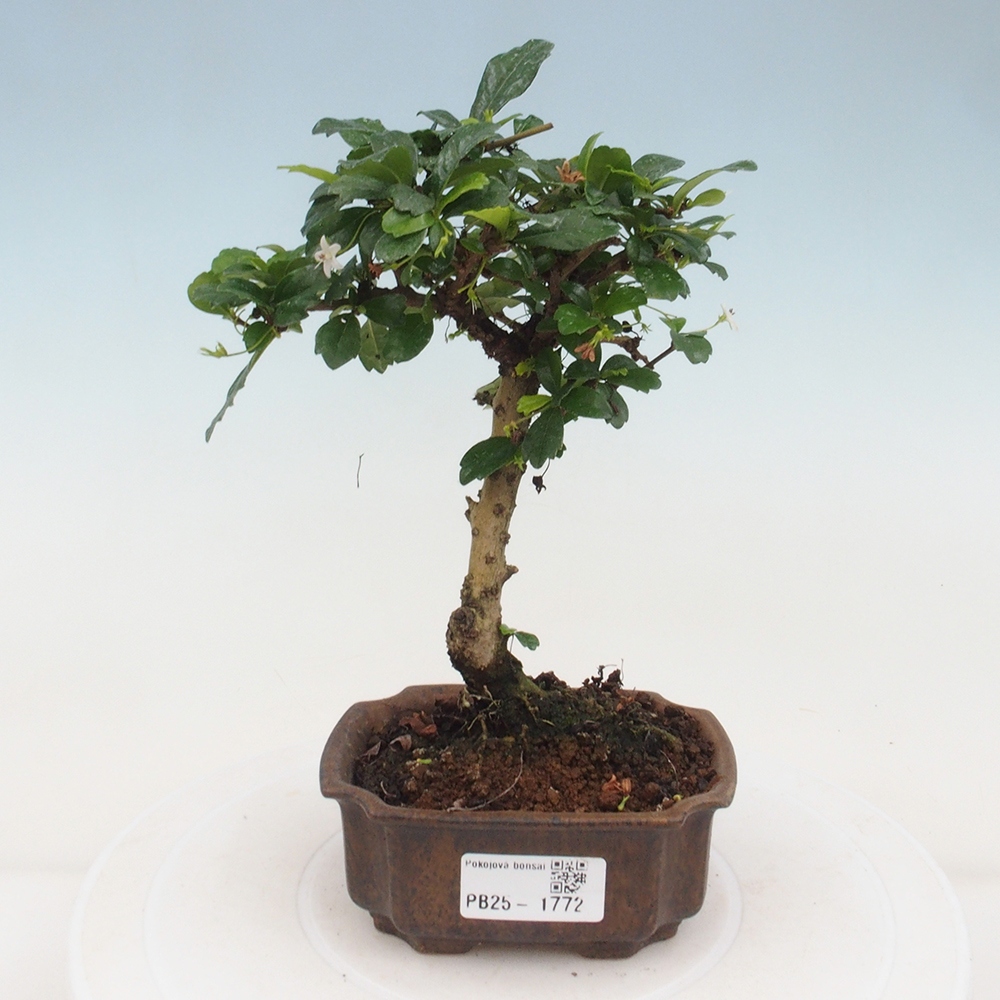 Indoor bonsai - Carmona macrophylla - Fuki tea