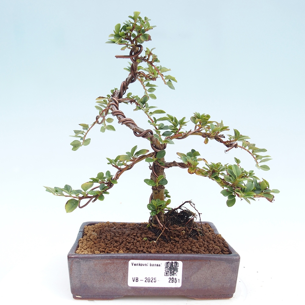 Outdoor bonsai - Cotoneaster horizontalis - Rock tree