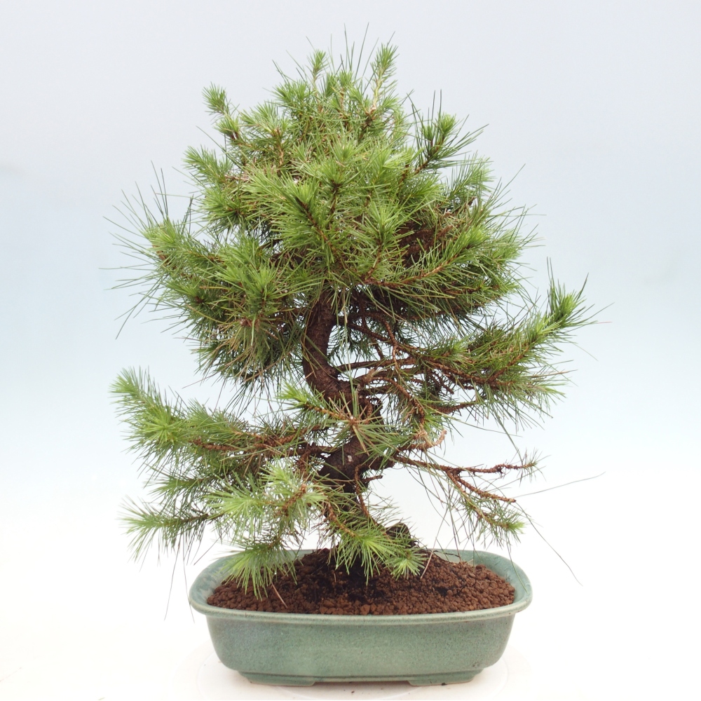 Room bonsai-Pinus halepensis-Pine of Aleppo