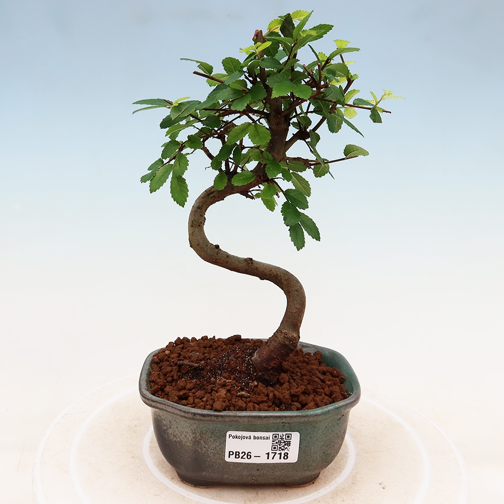 Room bonsai - Ulmus parvifolia - Small-leaved elm