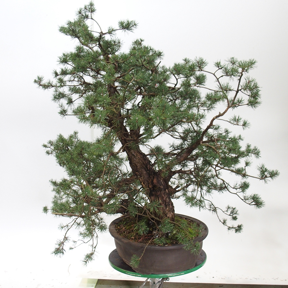 Yamadori - Pinus sylvestris Spain