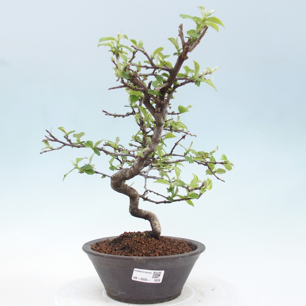 Outdoor bonsai - Chaneomeles chinensis