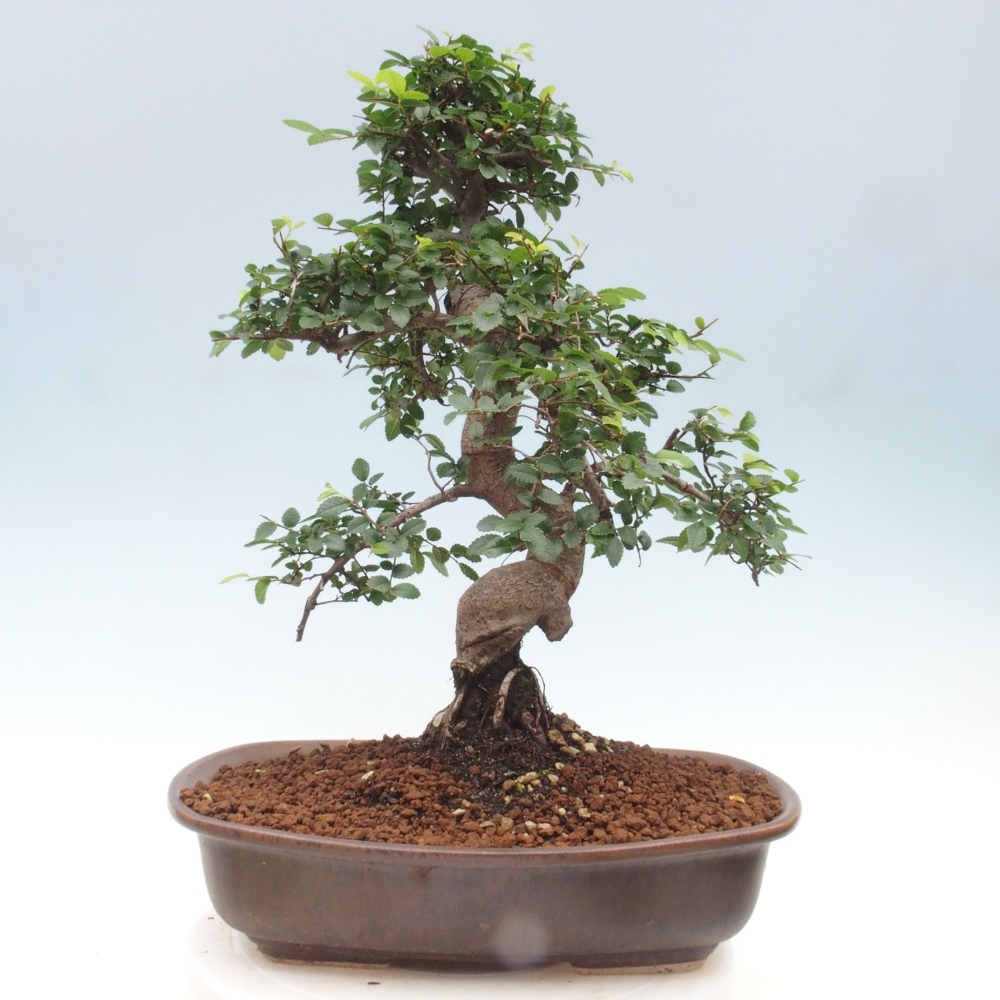 Indoor bonsai - Ulmus parvifolia - Small-leaved elm