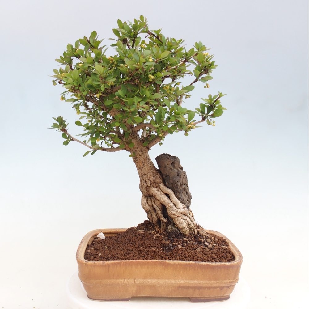 Outdoor bonsai - Berberis coreana