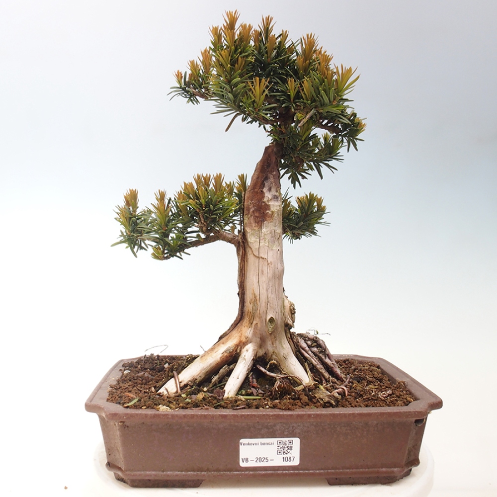 Outdoor bonsai - Taxus cuspidata - Japanese yew