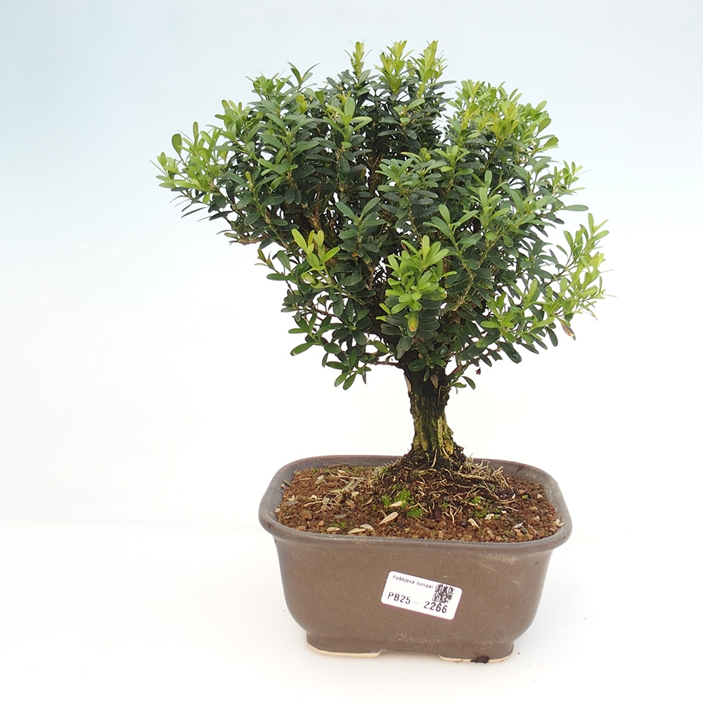 Room bonsai - Buxus harlandii - cork buxus
