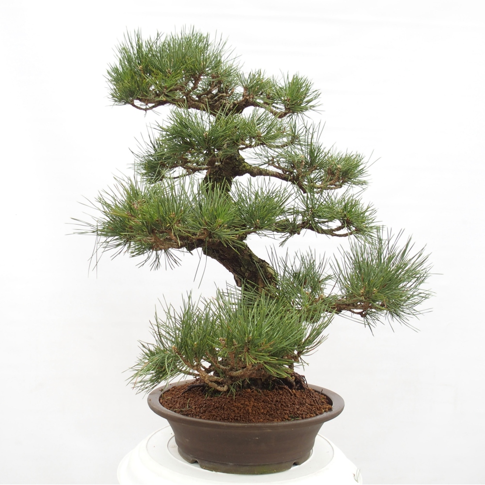 Outdoor bonsai - Pinus thunbergii - Thunberg pine