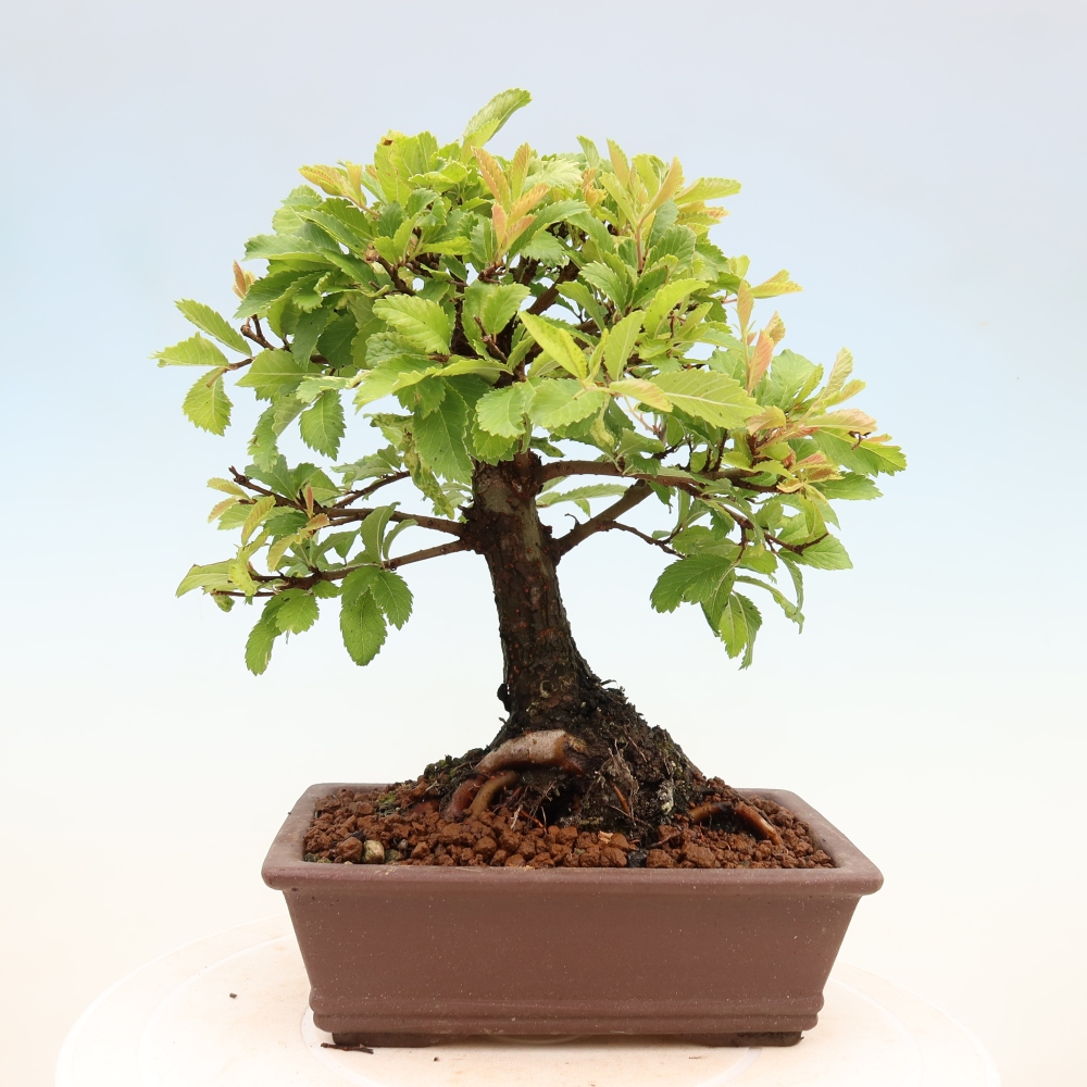 Outdoor bonsai - Zelkova - Zelkova NIRE