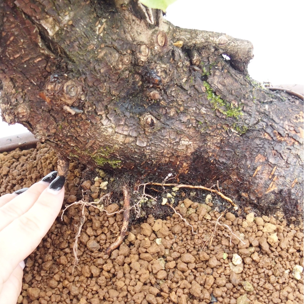 Outdoor bonsai - Mahalebka - Prunus mahaleb