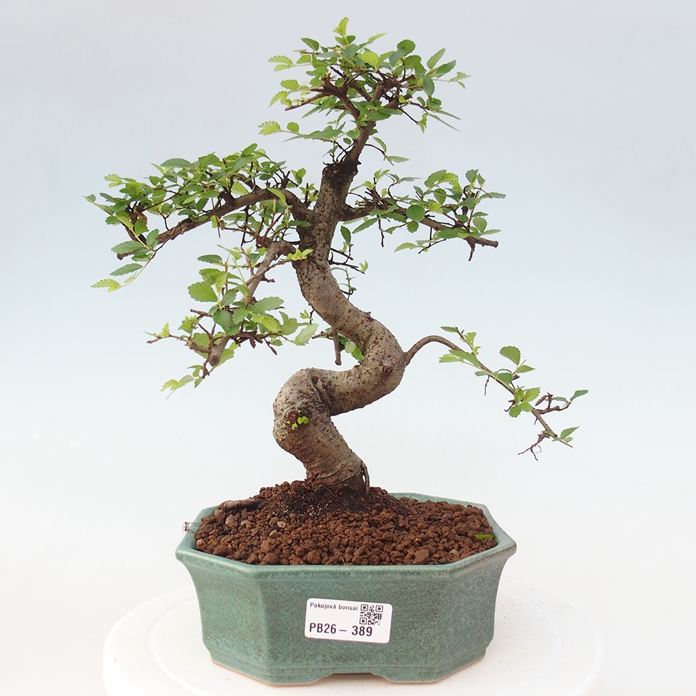 Room bonsai - Ulmus parvifolia - Small-leaved elm