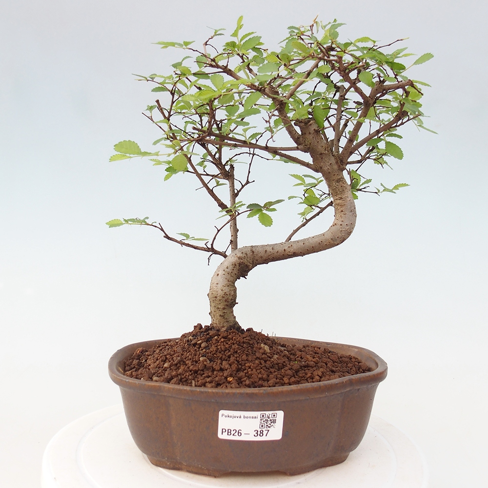 Room bonsai - Ulmus parvifolia - Small-leaved elm