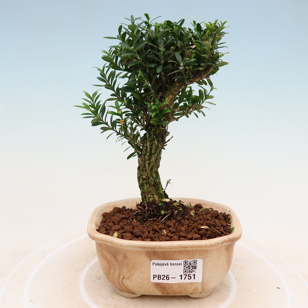 Room bonsai - Buxus harlandii - cork buxus