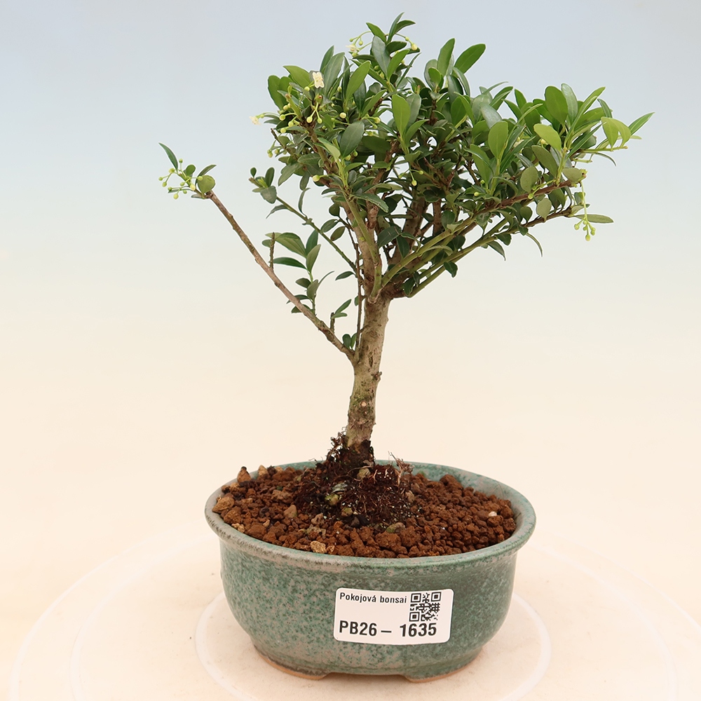 Room bonsai - Ilex crenata - Holly