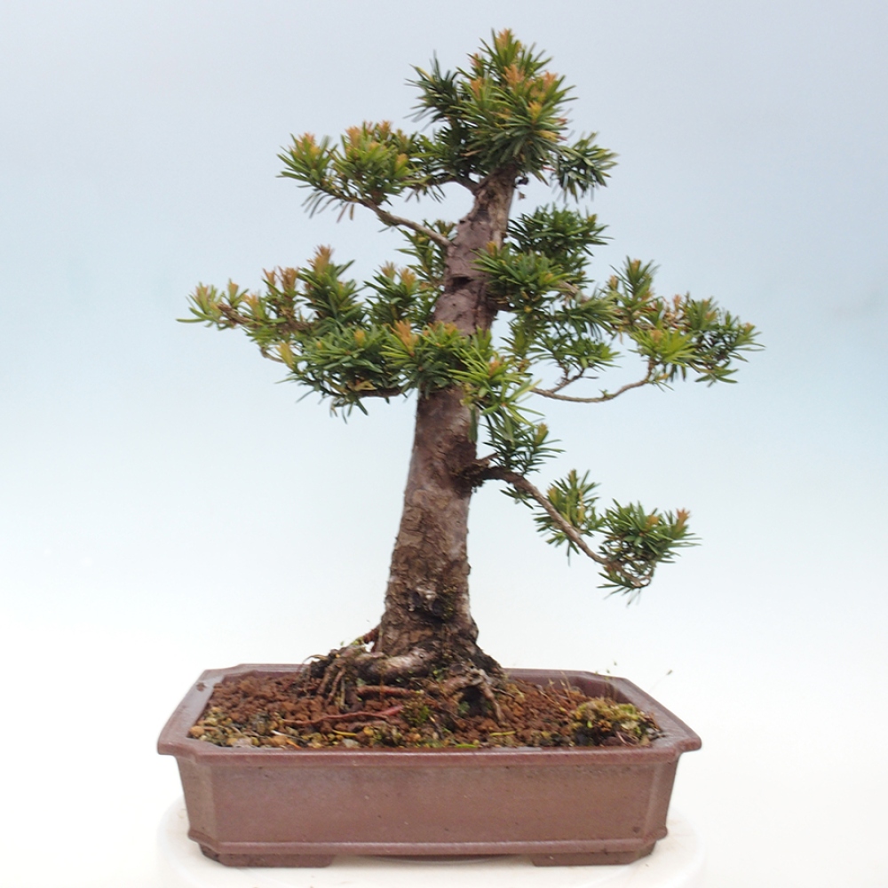 Outdoor bonsai - Taxus cuspidata - Japanese yew