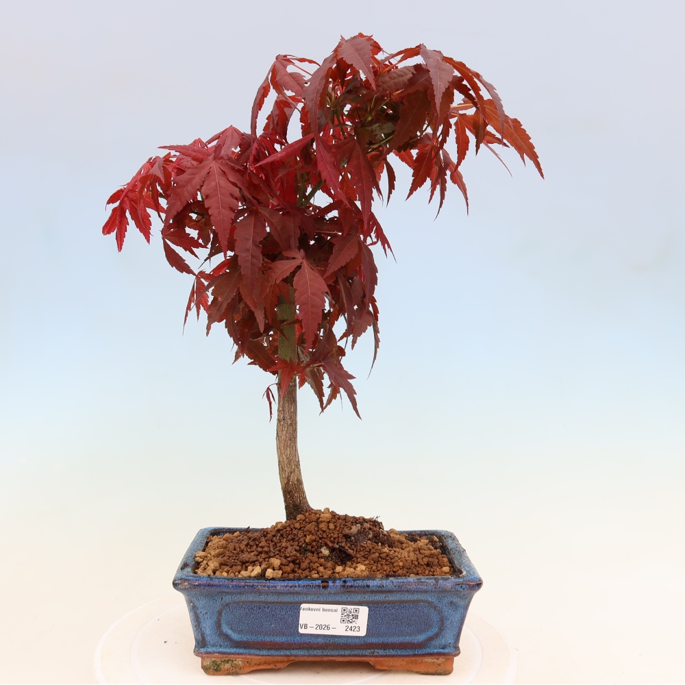 Outdoor bonsai - Acer palm. Atropurpureum-Javor palmate