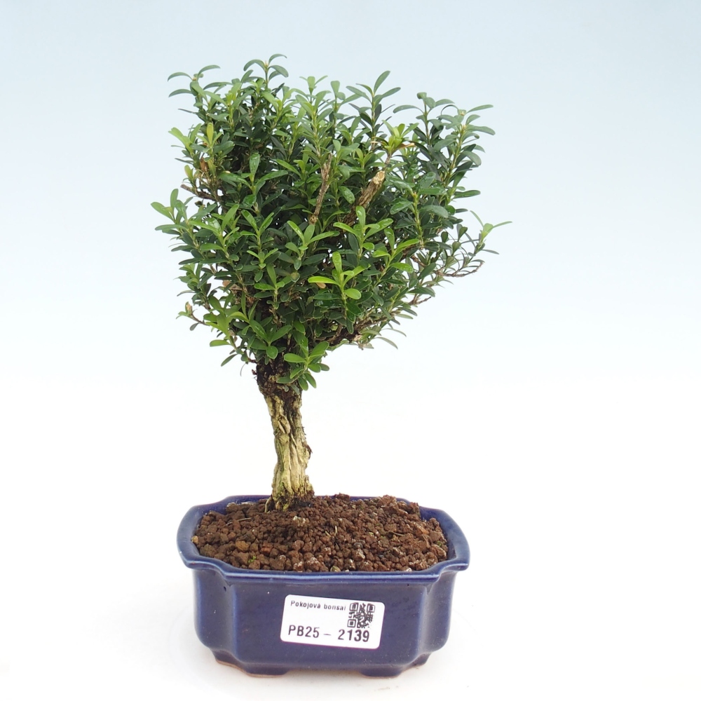 Room bonsai - Buxus harlandii - cork buxus