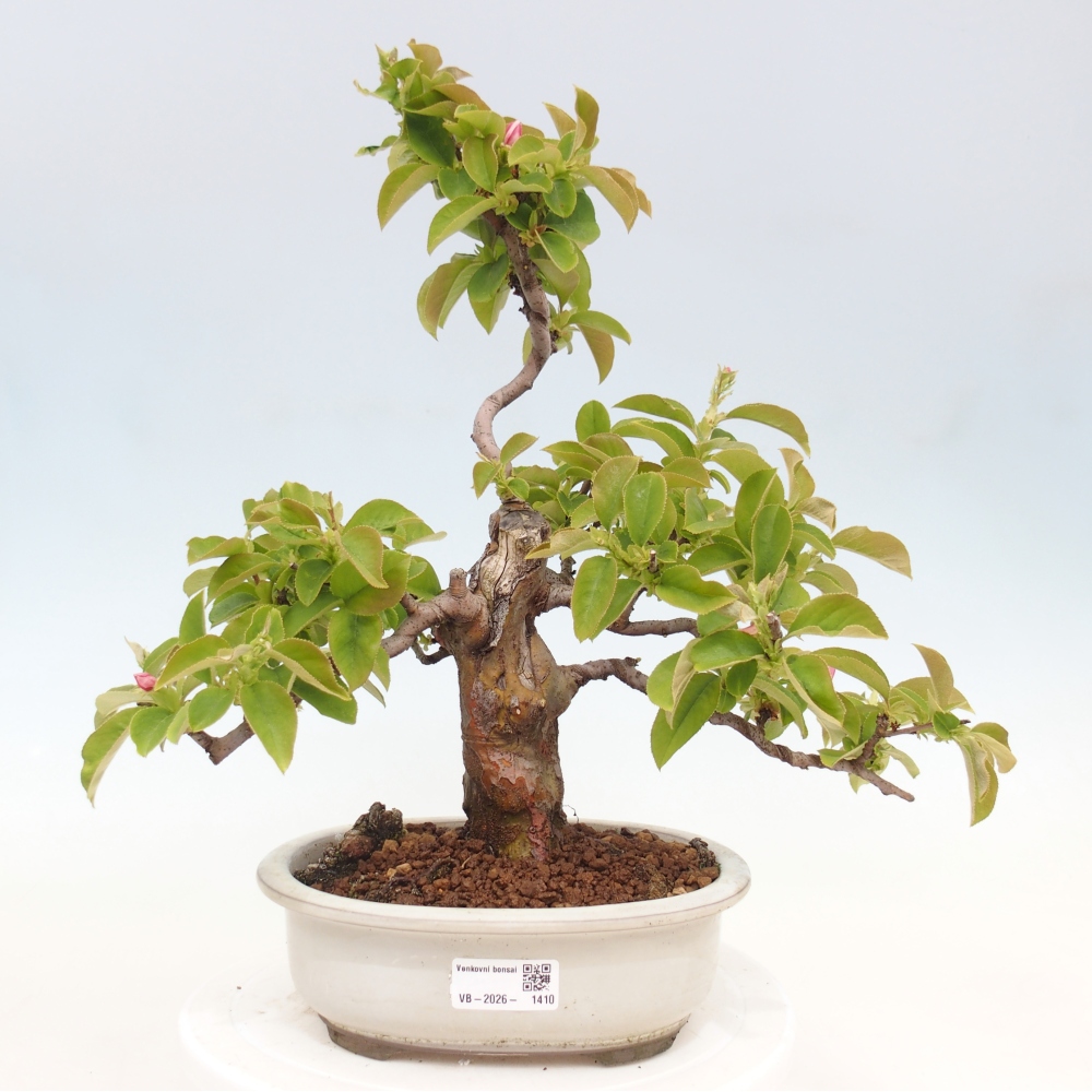 Outdoor bonsai - Pseudocydonia sinensis - Chinese quince