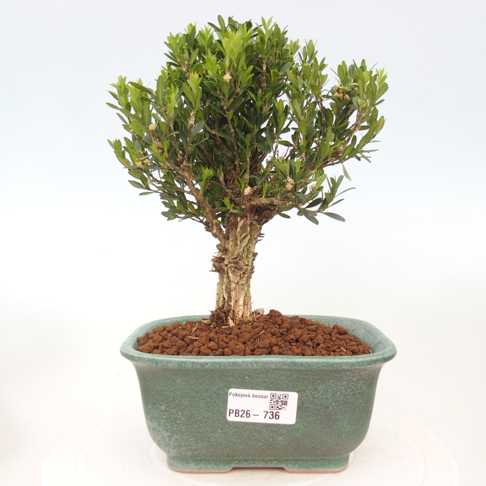 Room bonsai - Buxus harlandii - cork buxus