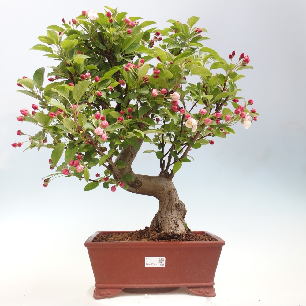 Outdoor bonsai -Malus halliana - Small-fruited apple tree