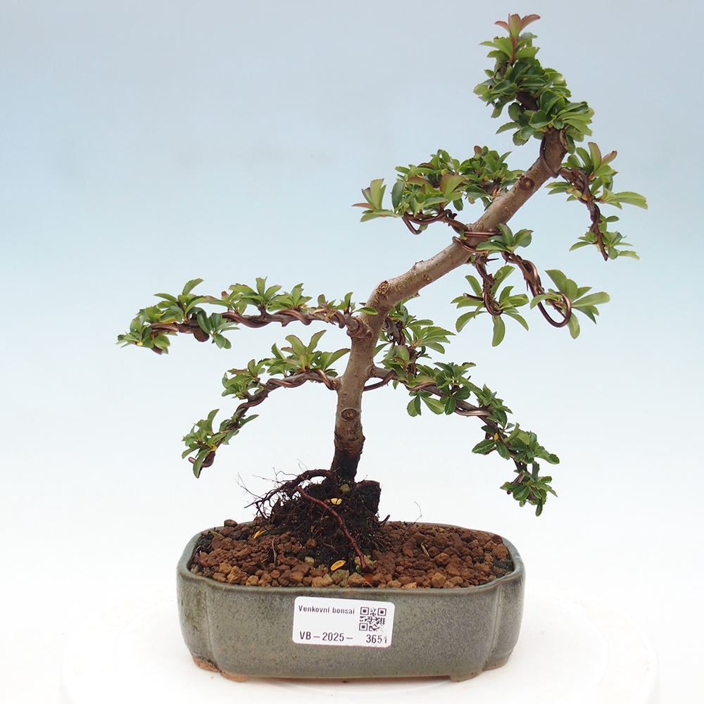 Outdoor bonsai-Pyracantha Teton -Hlox
