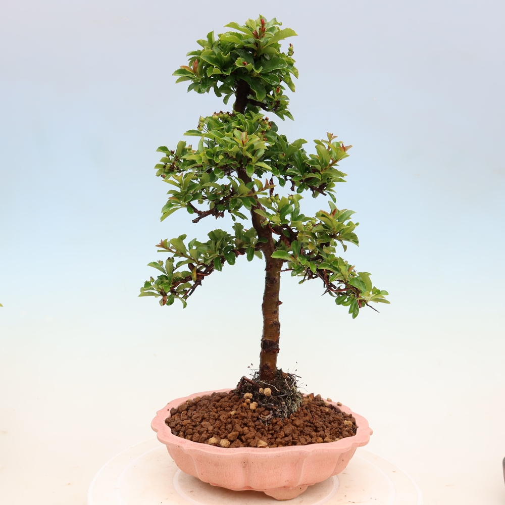 Outdoor Bonsai - Pyracantha teton - Scarlet Firethorn