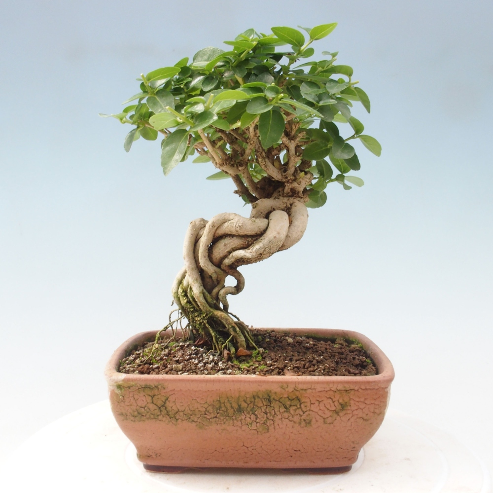 Indoor bonsai - Premna serratifolia - Kozlovon small-leaved