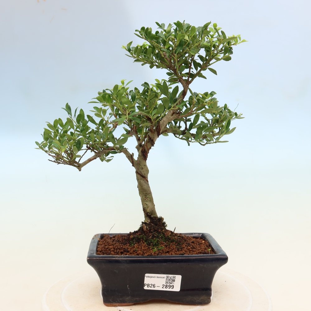 Room bonsai - Ilex crenata - Holly